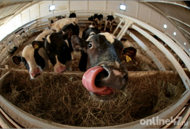 фото: Валентин Илюшин/Online47