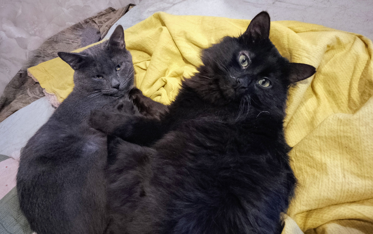 Силя и Кузя