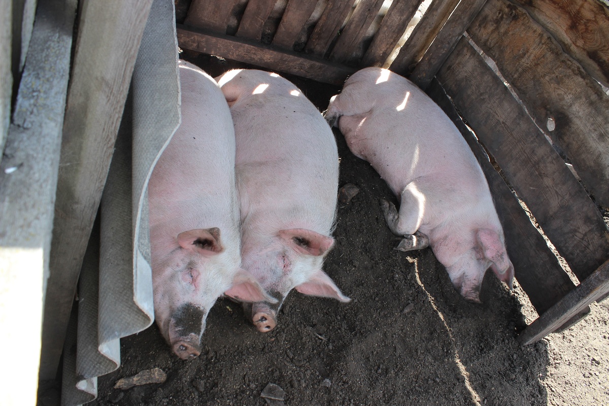 Какие милые свинки. Уже не милые... Авторское фото.