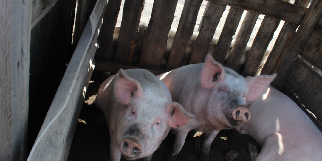 Дальневосточные счеты: От Ту-95 до японских офицеров в свинарнике...