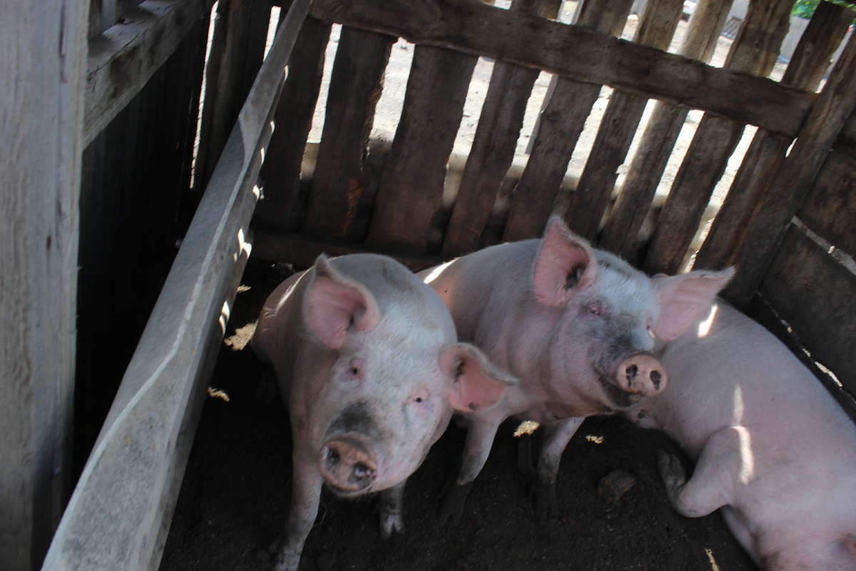 Уже не милые... Авторское фото.