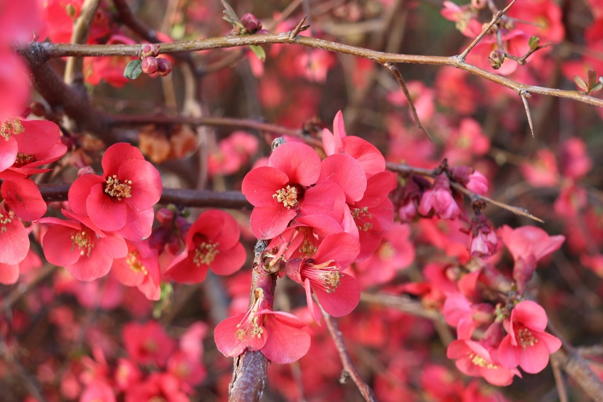 Ориби Каммпирр - Яркий свет в вышине засиял © Copyright: Ориби Каммпирр
