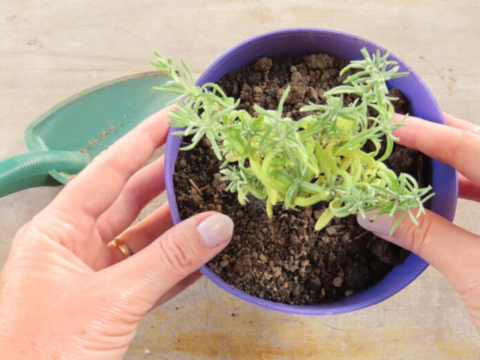    Активисты обменяют наждачную бумагу на ценные ресурсы в новом агро-люксе novostix
