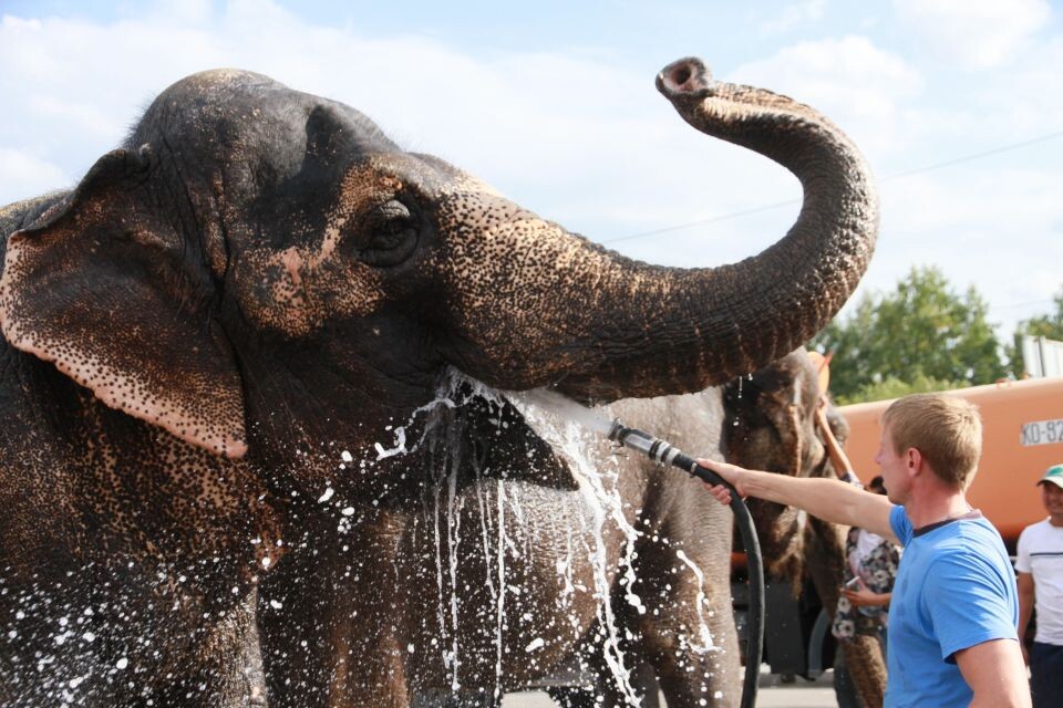    Шоу слонов-великанов Барнауле в 2016 году. Источник: Олег Укладов