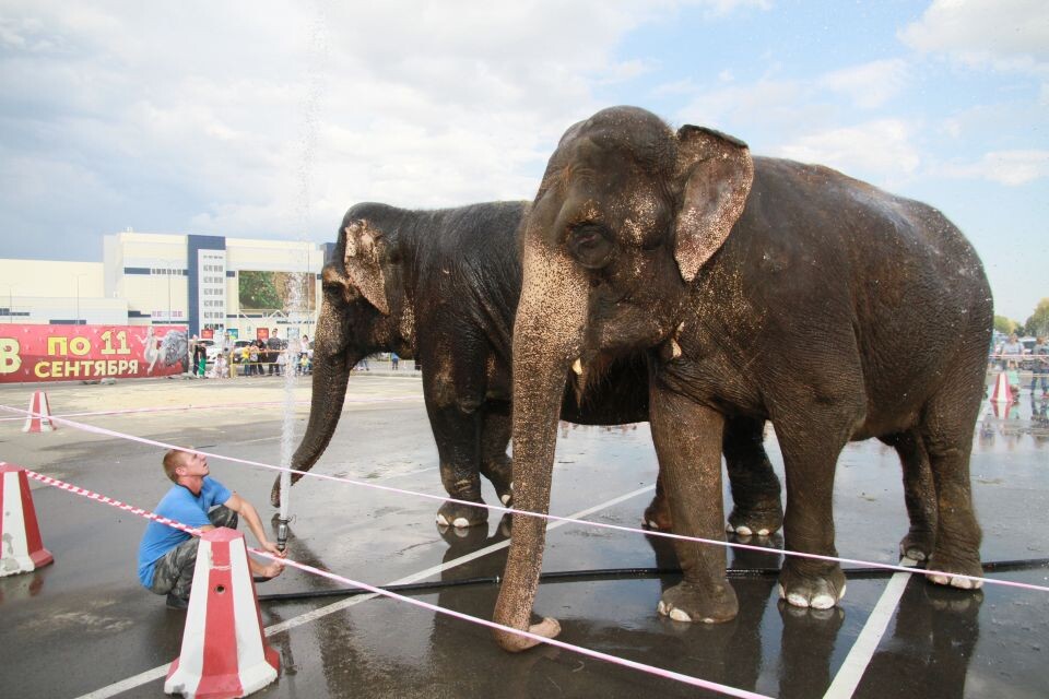    Шоу слонов-великанов Барнауле в 2016 году. Источник: Олег Укладов