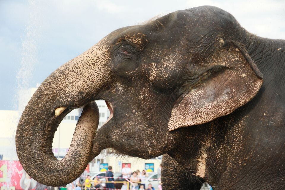    Шоу слонов-великанов Барнауле в 2016 году. Источник: Олег Укладов