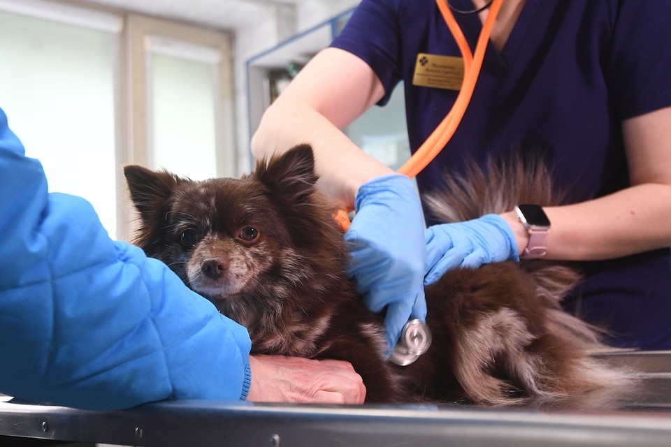    В Сахалинской области ввели обязательную регистрацию домашних животных. Алексей БУЛАТОВ