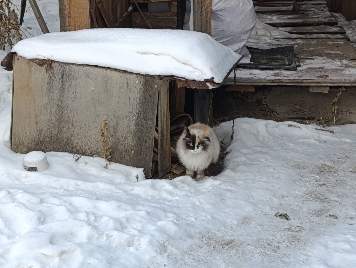 Сторожевая кошка Манюня