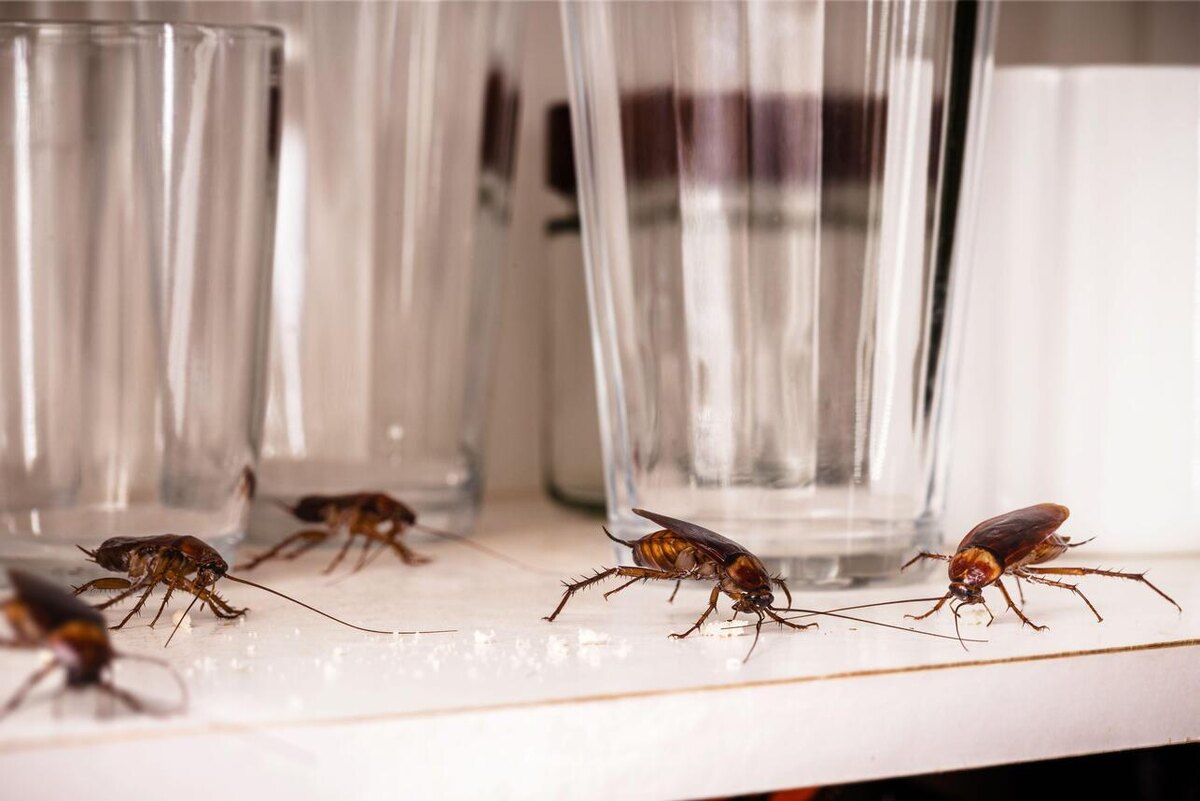    Нужно перекрыть тараканам все доступы в квартиру LEGION-MEDIA