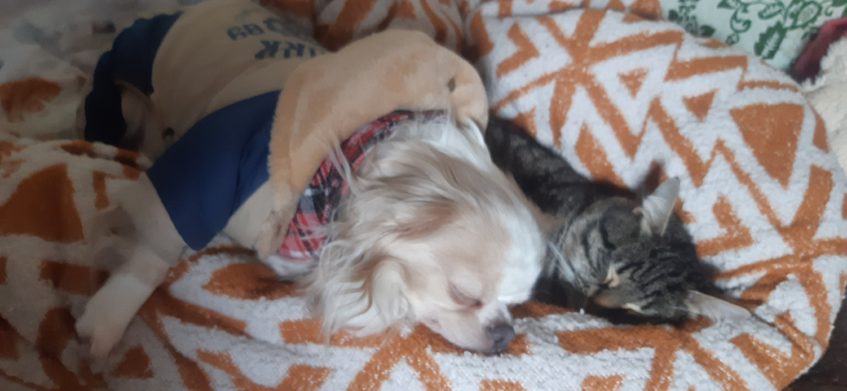 Микки и Стюшенька уморилися, послеобеденный сон.