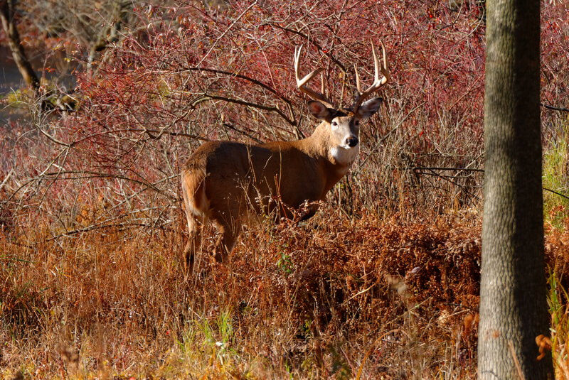 Подборка статей о «других оленях»
