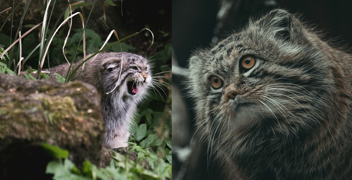 Дикий кот. Подборка фото