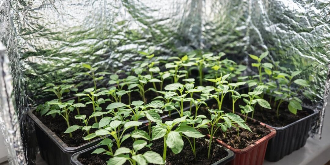 Без ламп, обогревателей и расходов: трюк с рассадой, который сделает ее идеальной