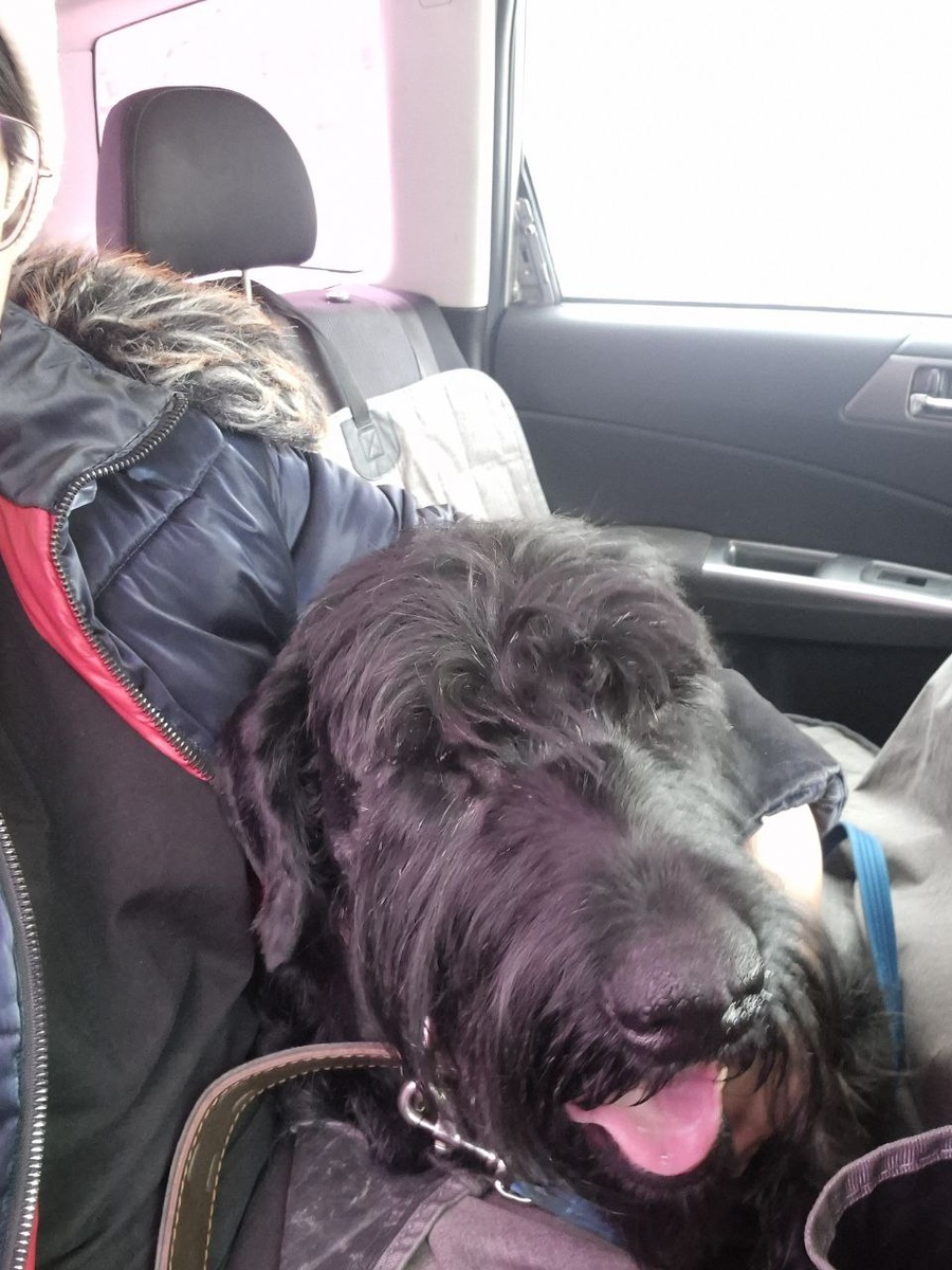 Едут в клиинку с "коником"