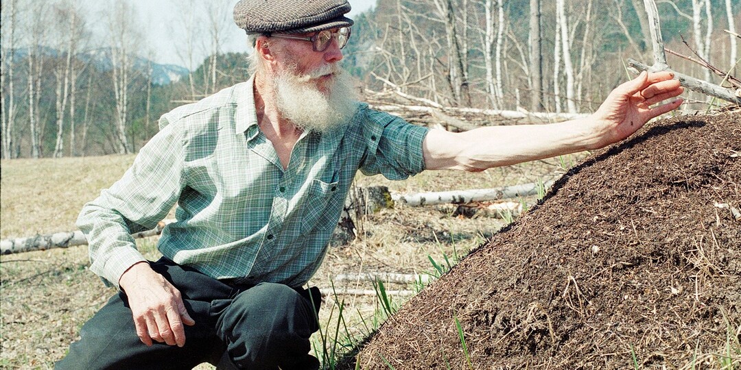 Муравейник Лесника