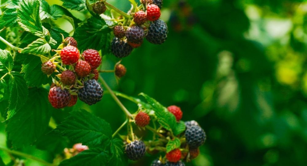 Названа лучшая ягода против рака кишечника