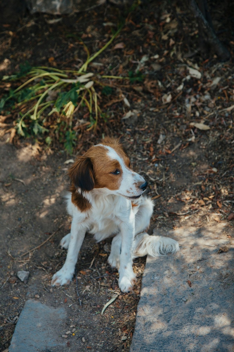    Соблюдение региональных правил содержания животных является признаком ответственного отношения к своему любимцу