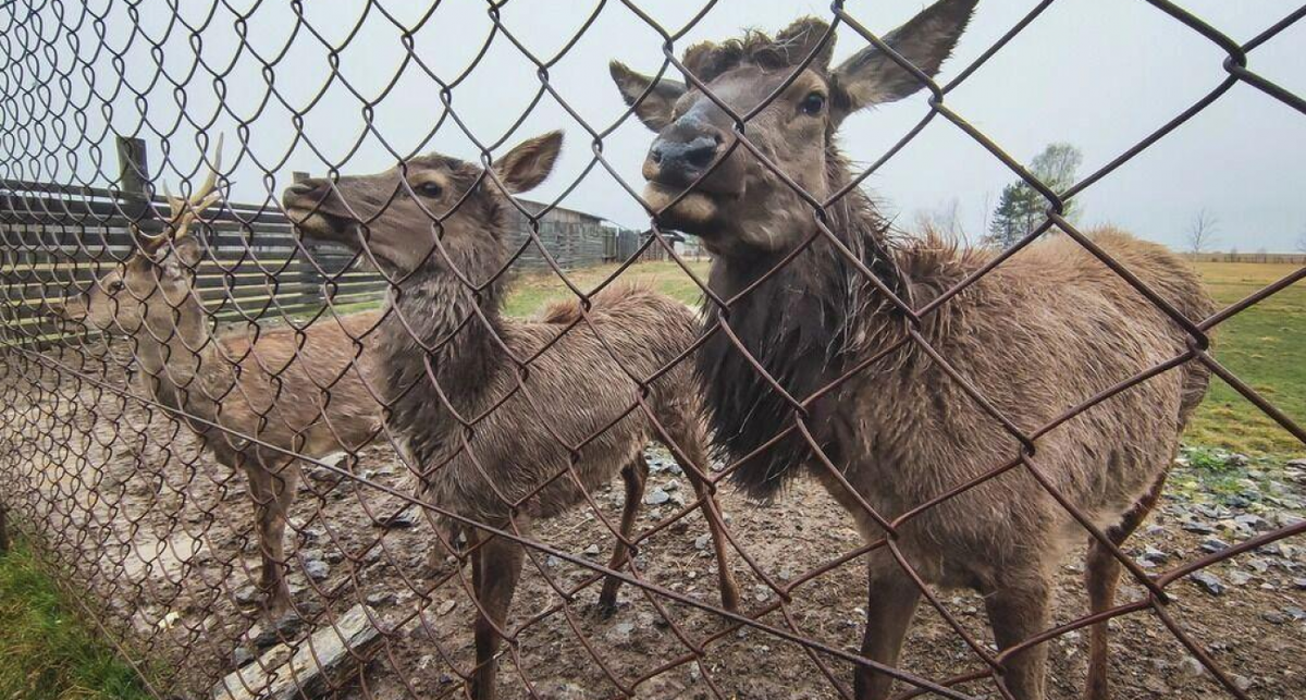    1MI с сайта files.1mi.media