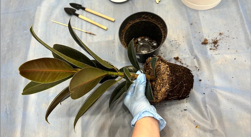 Пересадка фикуса в феврале: как правильно и что делать после