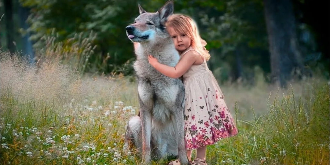 7 летняя Лада подкормливала старую собаку. А он оказался волком