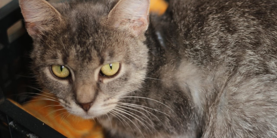 Кот Глазко ищет дом 🏠