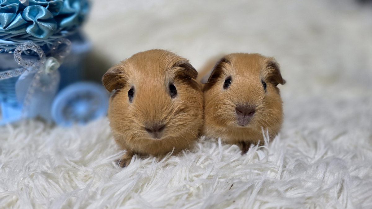 Английские Селфы