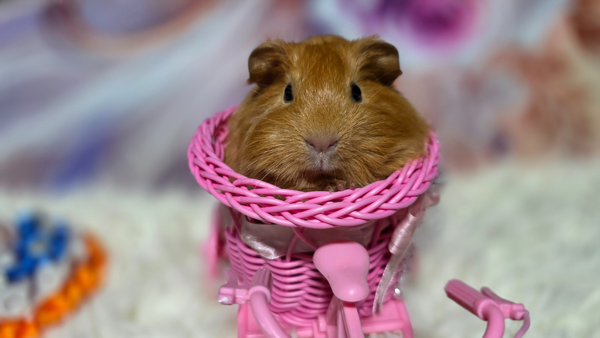 Золотой Английский Селф