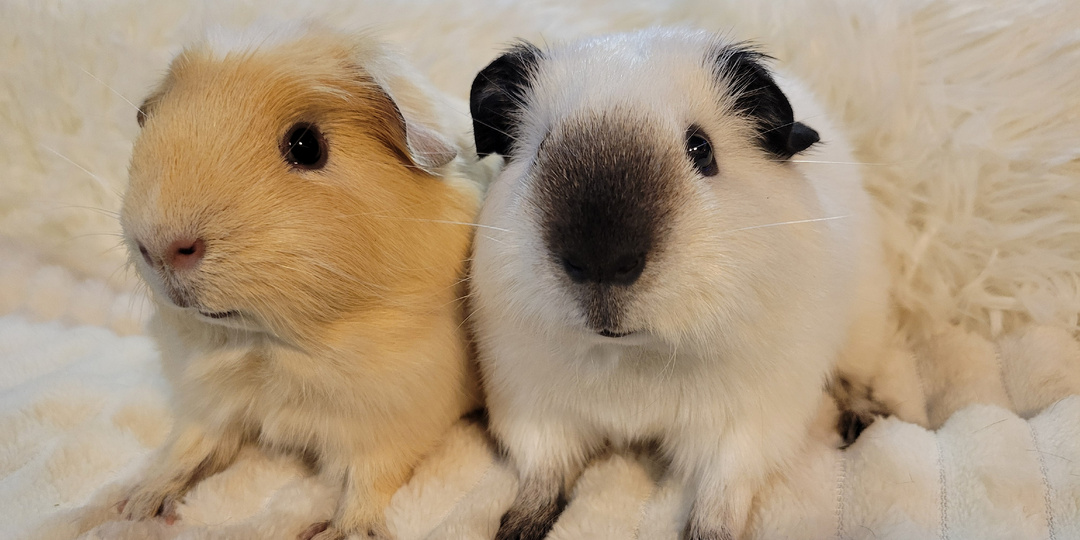 Адаптация Морской Свинки в новом доме.