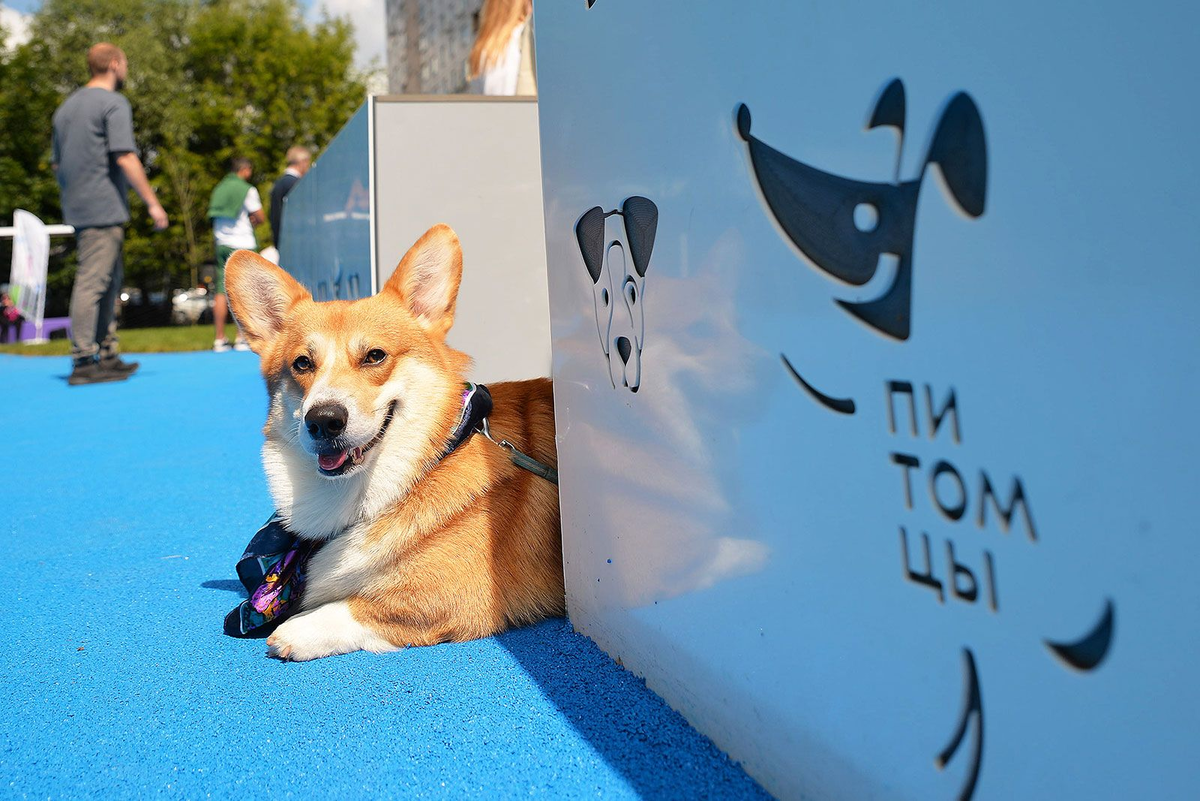 Источник: https://www.mos.ru/news/item/157188073/