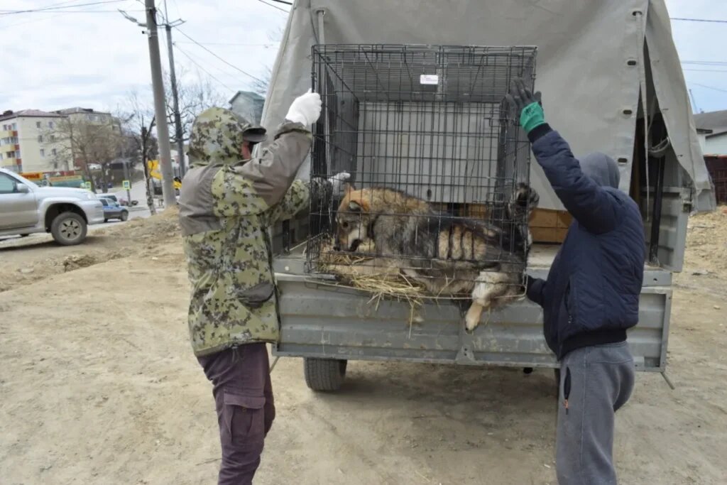 Отличная шаурма получится!