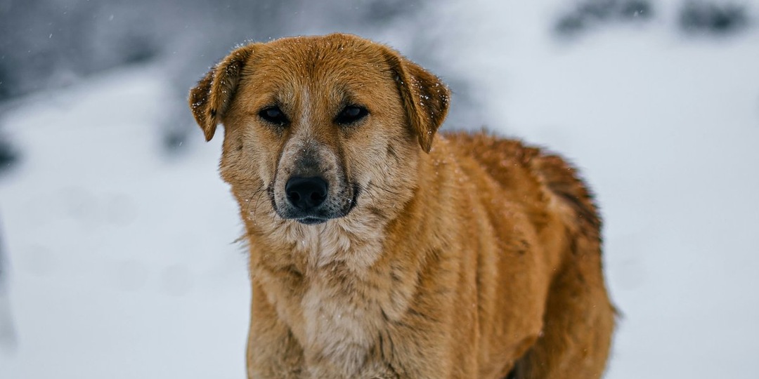 Согреть своим присутствием: сыктывкарцев просят приютить собак на время стужи