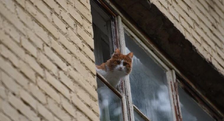    медиасток.рф