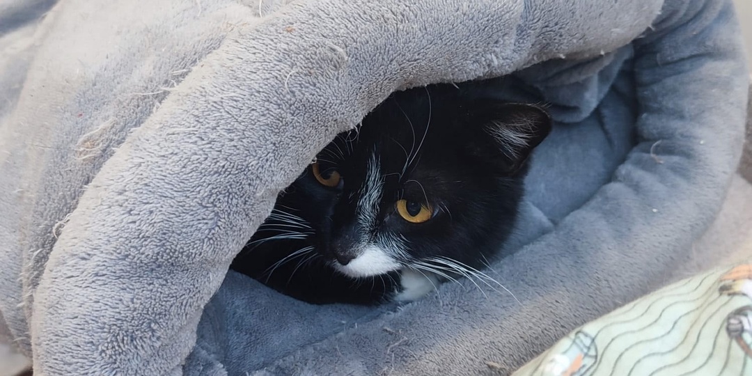 Кошка Чарли мечтает о доме 🐈‍⬛💫