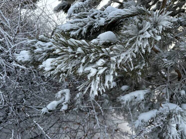     Фото: МК на Алтае/Оксана Исакова