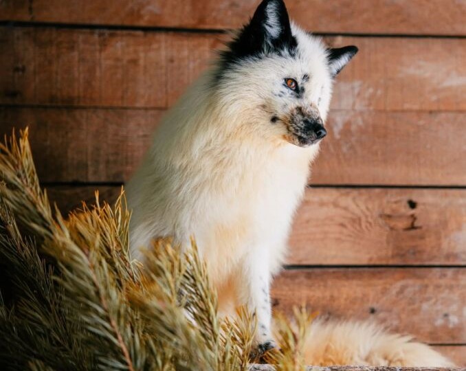 В зоосад «Приамурский» привезли две тысячи новогодних ёлок для животных