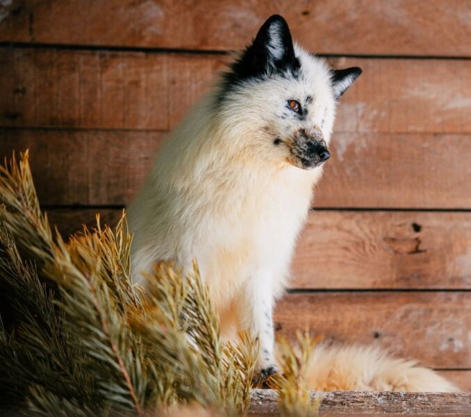    Фото:пресс-служба министерства культуры Хабаровского края
