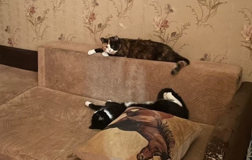 Привет из дома 🐈‍⬛🐈