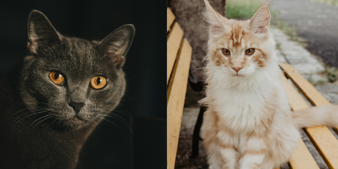 Кошки переживают, когда хозяева уезжают: разлука даётся им гораздо сложнее, чем кажется