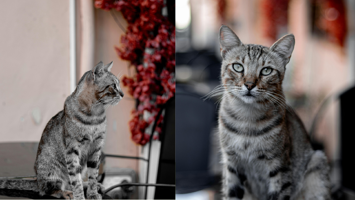 Котики ждут 