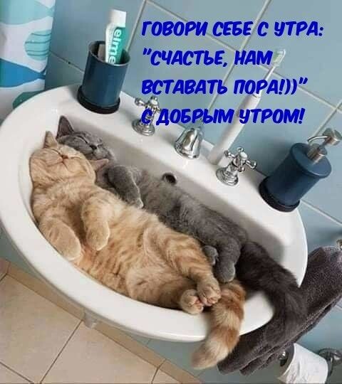 Мемы с зверушками новая подборка