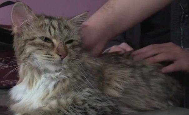 Спасенная кошка Бася