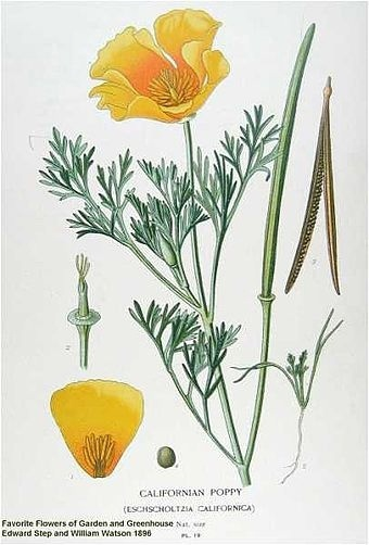 Ботаническая иллюстрация Eschscholzia californica