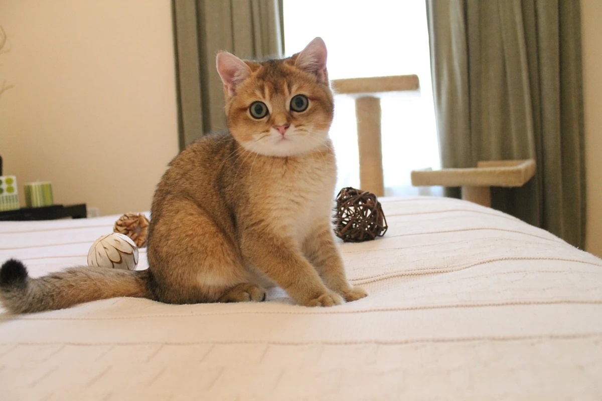 Фото с сайта: https://gatopedia.fandom.com/es/wiki/Gato_británico