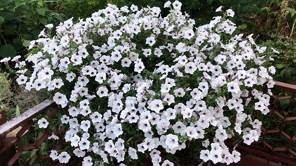 Ампельная петуния Тайдал Вейв Сильвер