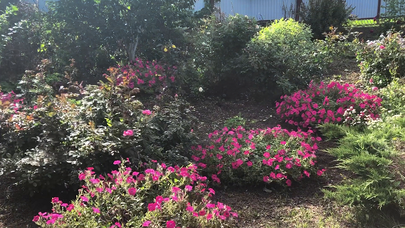 Ампельная петуния Тайдал Вейв Хот Пинк