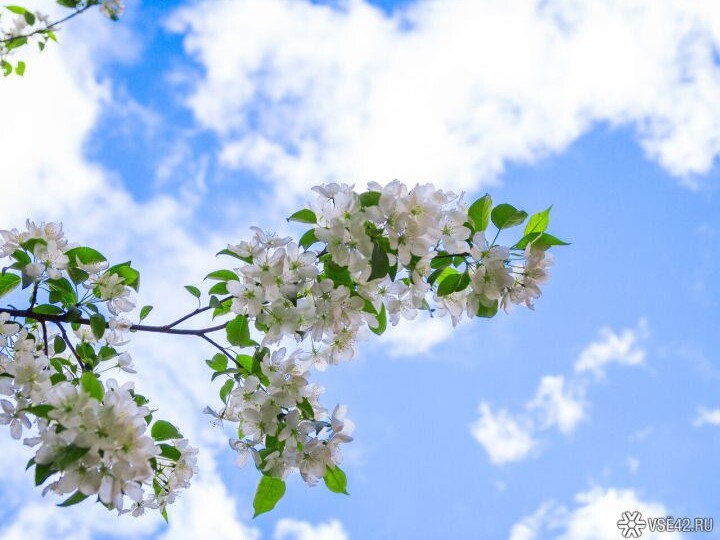 Синоптики прогнозируют аномально теплую весну в Кузбассе