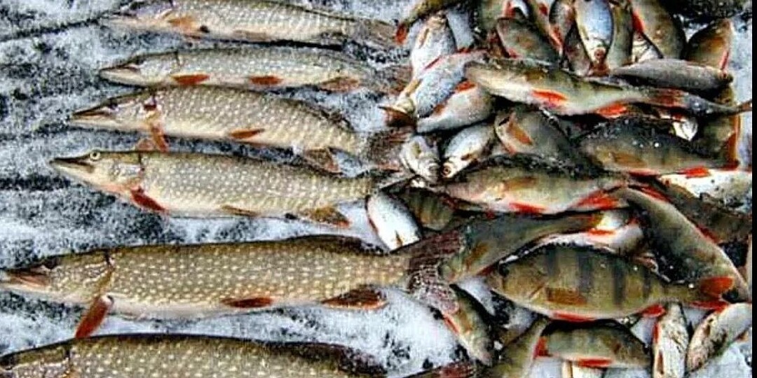 Какая рыба первой клюет после зимы? Наливай чай, садись, сейчас все расскажу.