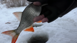 Плотва в глухозимье. Все что тебе надо знать для улова.