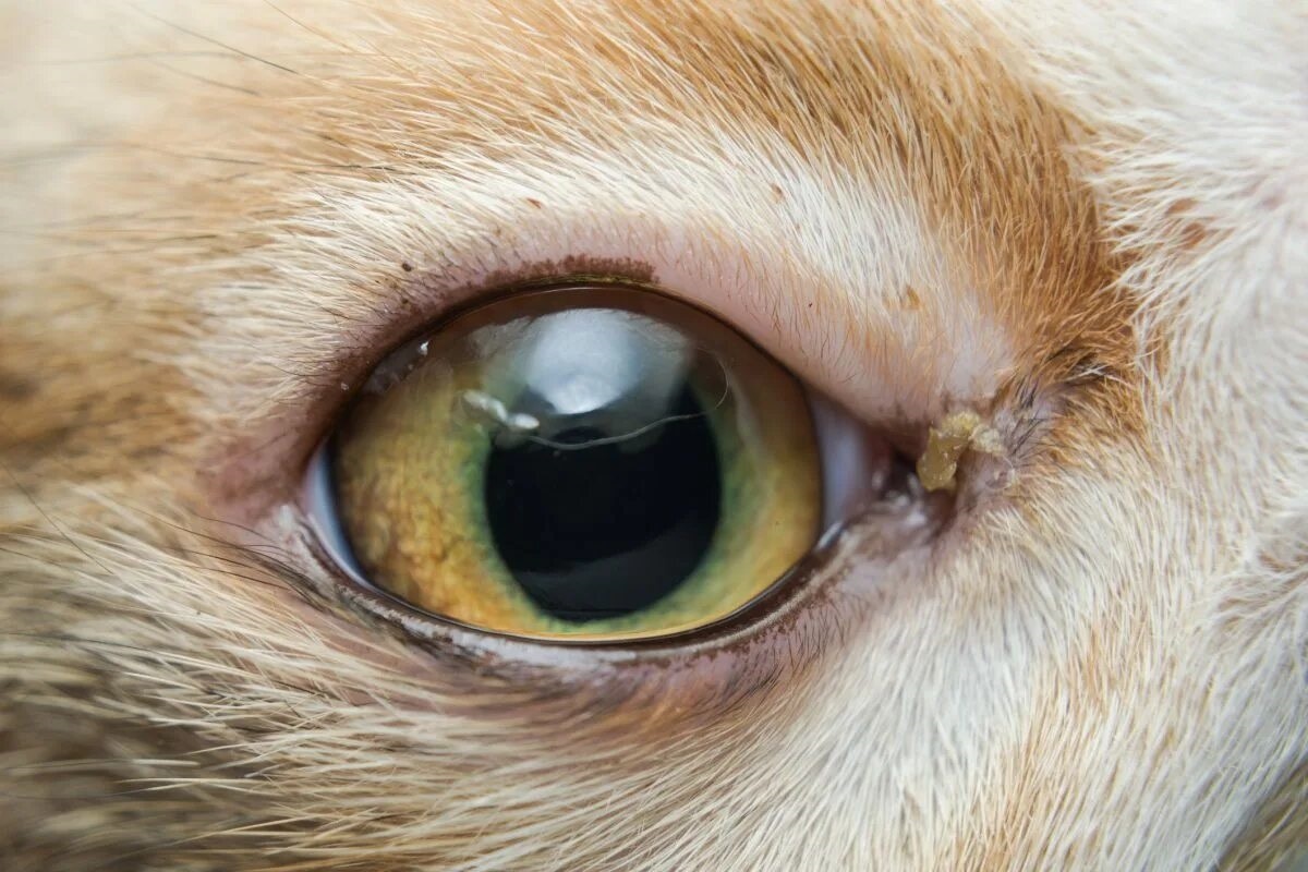 Фото с сайта: https://storage.googleapis.com/novelrant/cheapest-eye-repair-for-cats.html