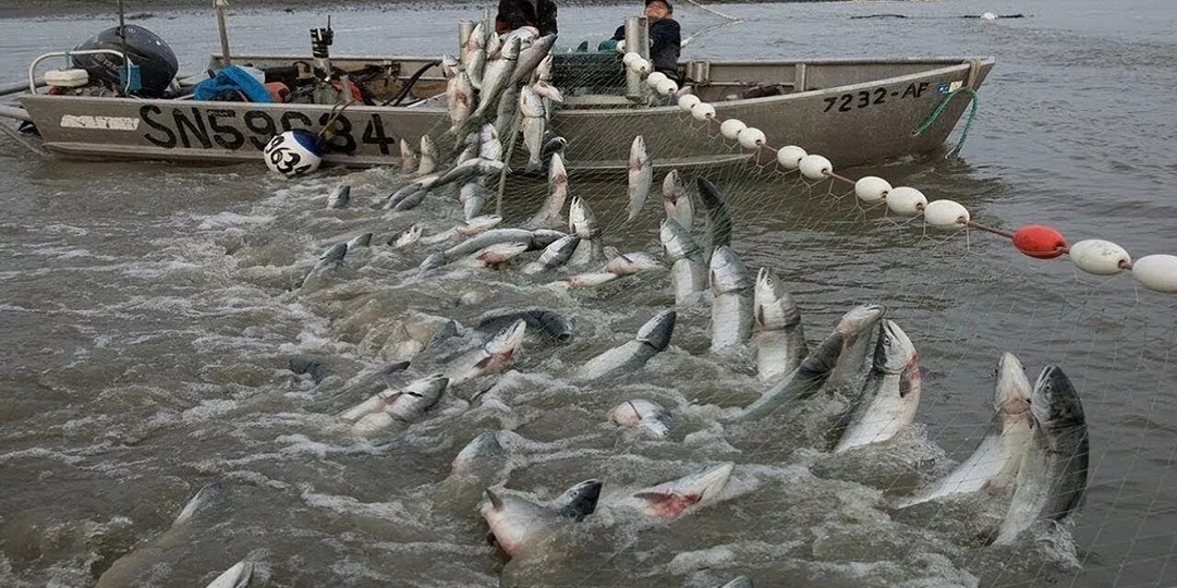 Почему исчезает рыба из рек? А я тебе скажу, как старый рыбак, за спиной — полвека зим и лет.